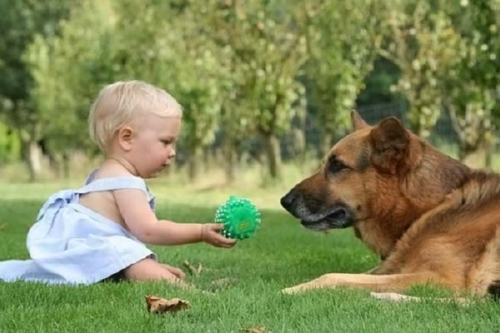 Les Bébés Vivant Avec Des Chiens Ont Moins De Maladies